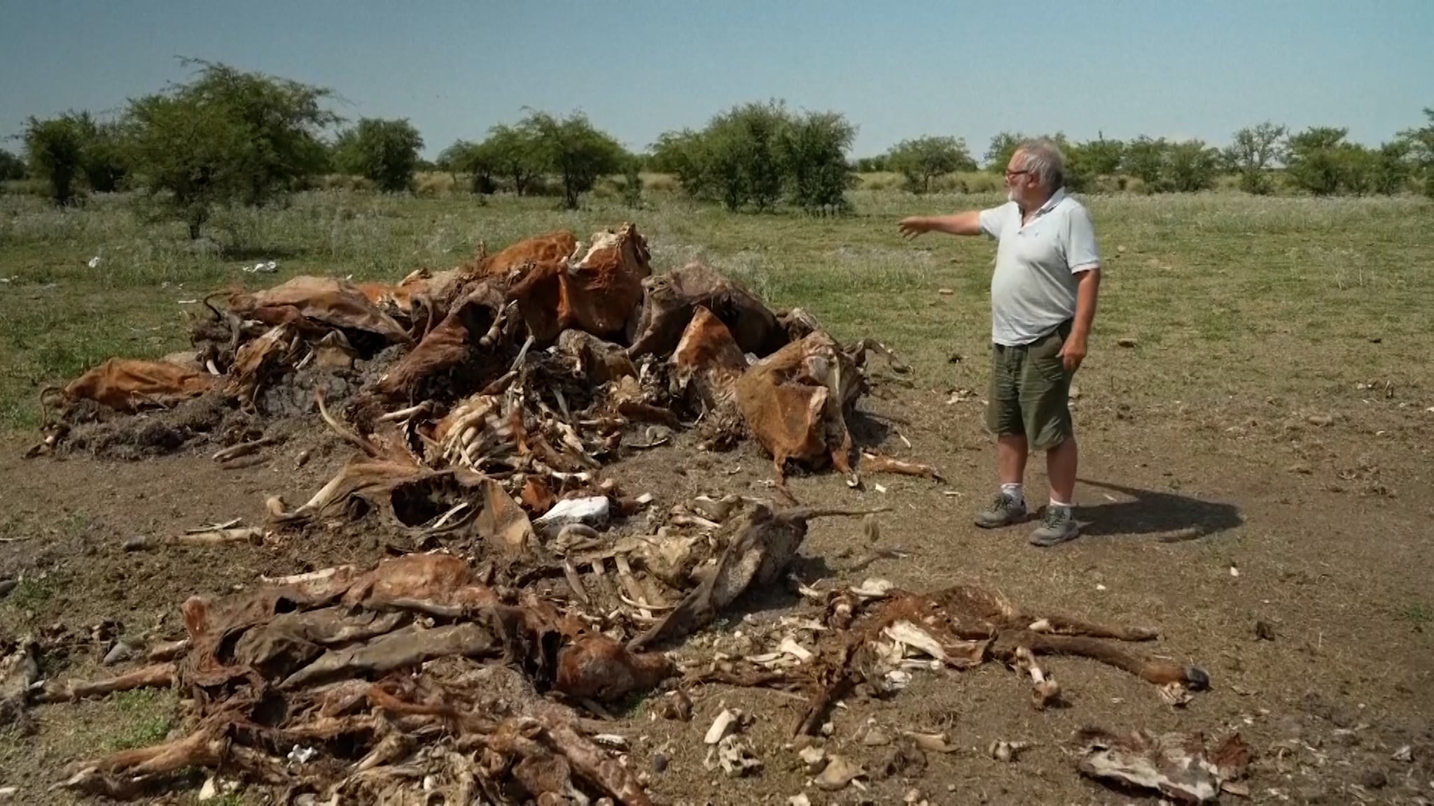 Högar av döda kossor – värsta torkan på decennier har dr...