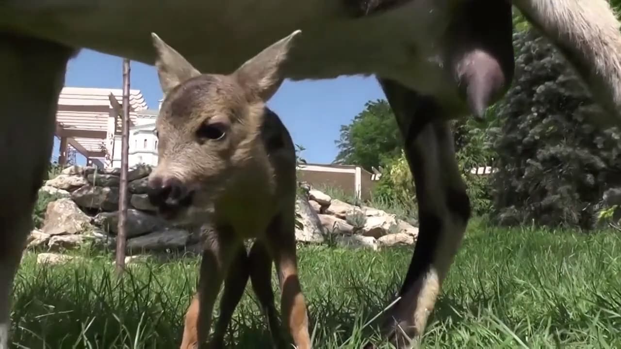 Sötchock