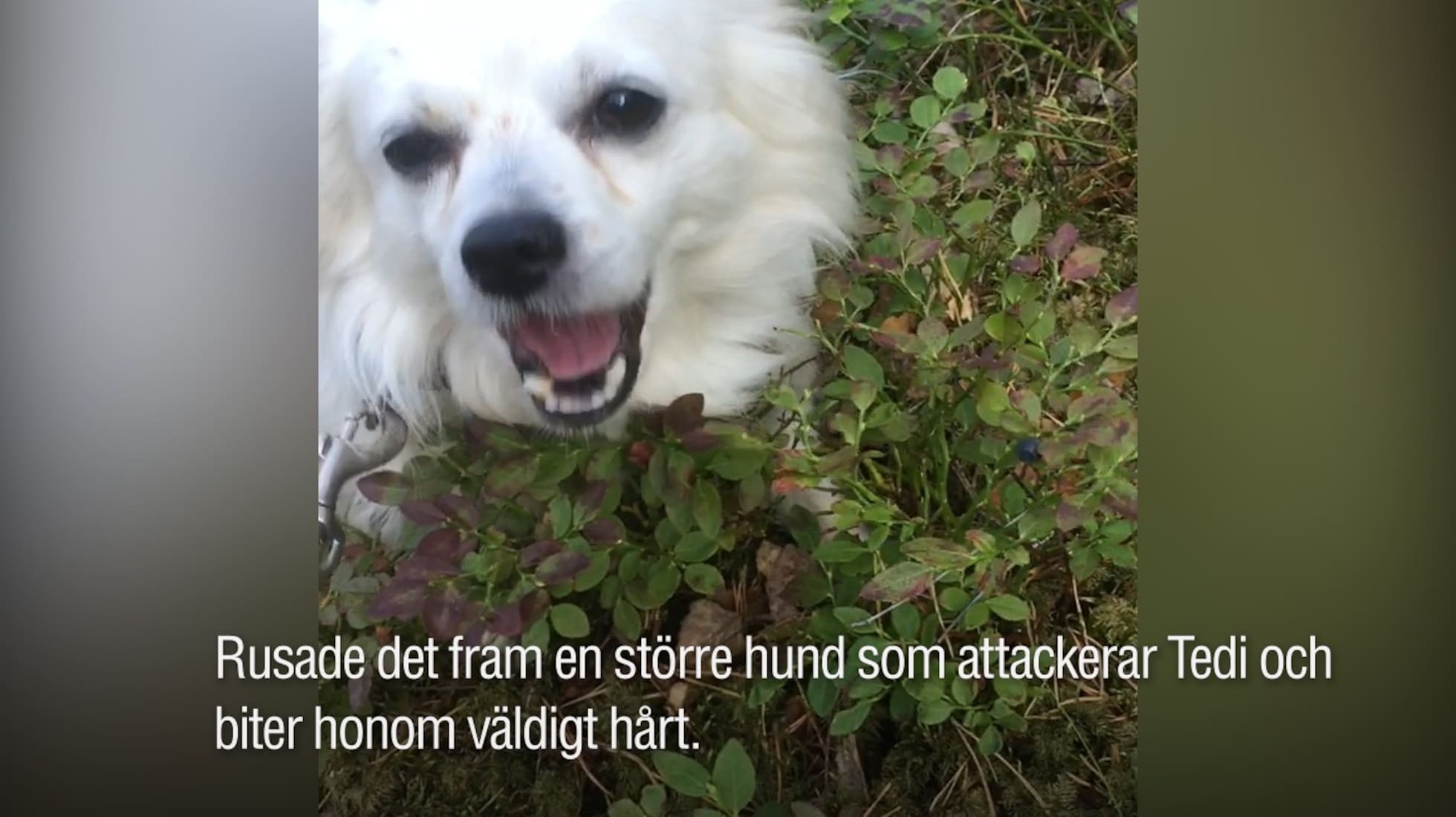 Tedi attackerades av lös hund "Är förfärligt" Aftonbladet