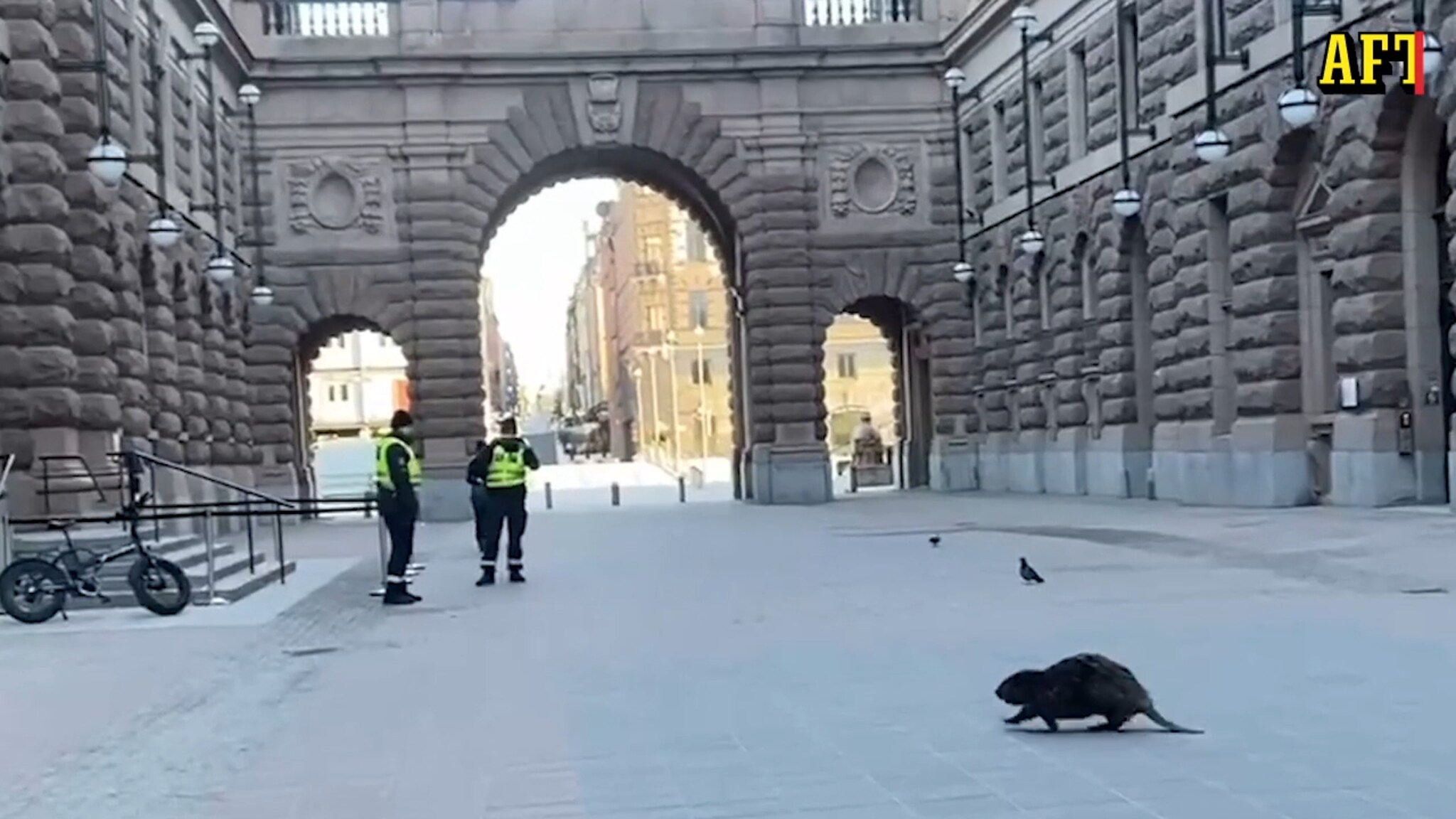 Här strosar bävern vid riksdagen: "Vakterna blev nog för...