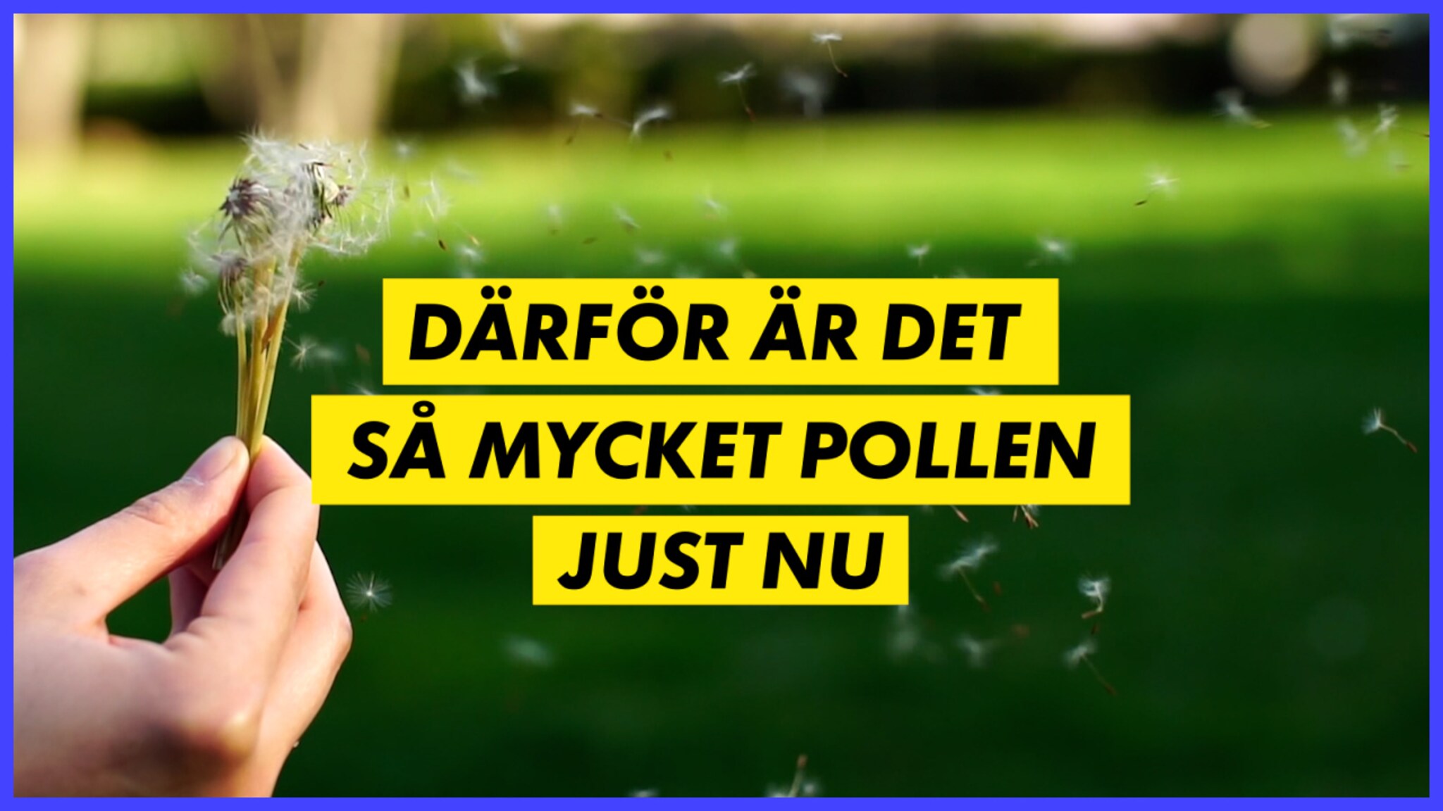 Experten: Därför är det så mycket pollen just nu